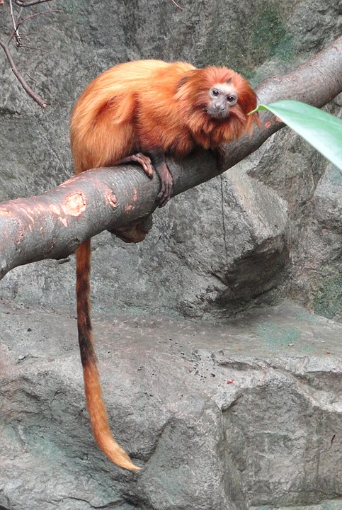 ゴールデンライオンタマリンはどんな猿 何を食べる どこの動物園で見られる 芸能 雑学newsトピックス